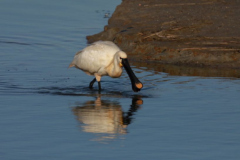 Löffler (Platalea leucorodia) Texel Holland von Frank Fichtmüller