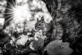 Squirrels in the forest by Poster Art Shop