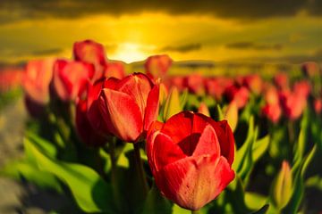 Tulpenveld met zonsondergang van Wim van Beelen