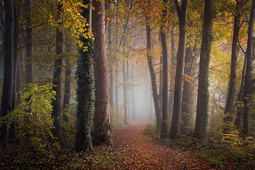 Mysterious autumn by Edwin Mooijaart