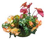 Heuchera en begonia's in een plantenbak op een witte achtergrond van ManfredFotos thumbnail