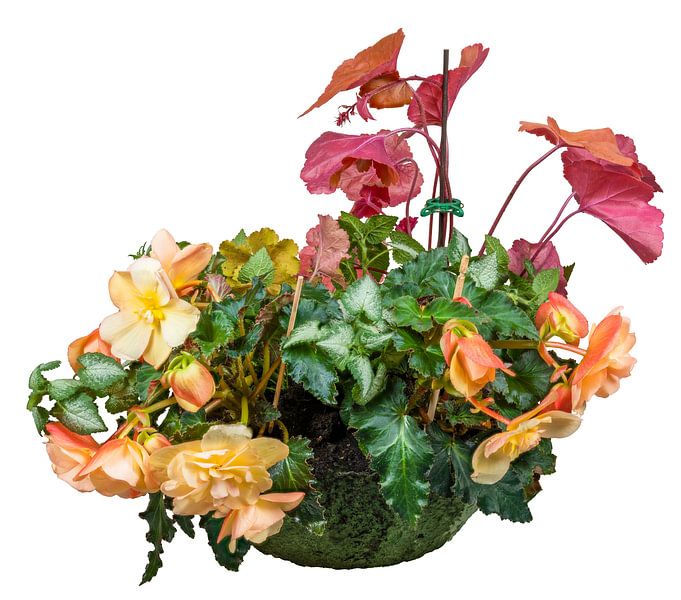 Heuchera en begonia's in een plantenbak op een witte achtergrond van ManfredFotos