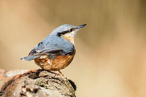 Kleiber (Sitta europaea)