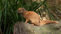 Cosmongoose : Parc animalier d'Amersfoort par Loek Lobel Aperçu