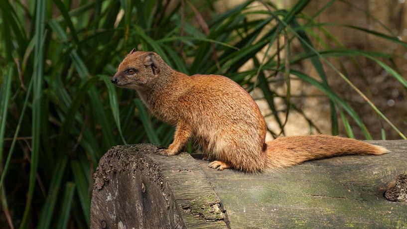 Cosmongoose : Parc animalier d'Amersfoort par Loek Lobel