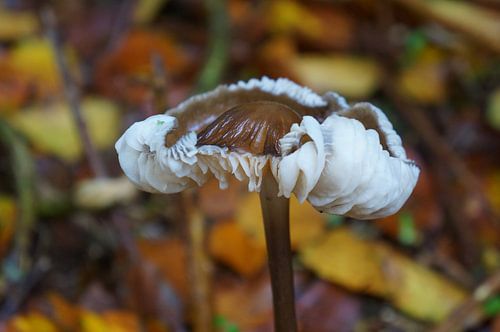 tabouret de crapaud
