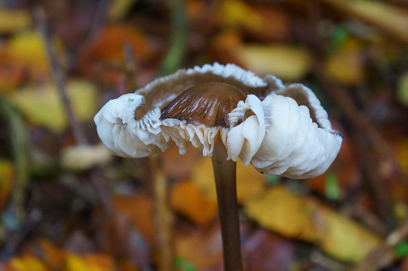 Fliegenpilz von Madeltijntje