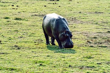 Hippo in Chobe National Park Botswana by Merijn Loch