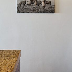 Klantfoto: Schapen in de polder (gezien bij vtwonen) van MS Fotografie | Marc van der Stelt, op canvas