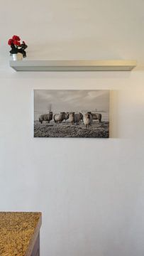 Kundenfoto: Schafe im Polder Strijen in der Hoeksche Waard (gesehen bei vtwonen) von MS Fotografie | Marc van der Stelt