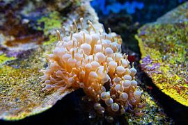 Coral by Tristan Dekker