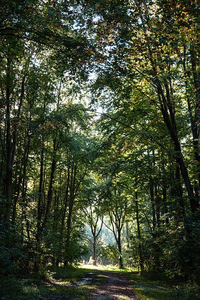 The magical autumn light through the still green trees in the forest by Evelien Lodewijks