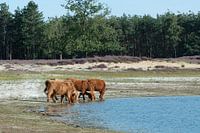 Schotse hooglanders