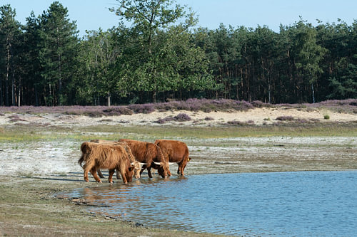 Schotse hooglanders