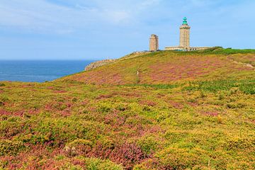 Cap Frehel in bloei in de zomer