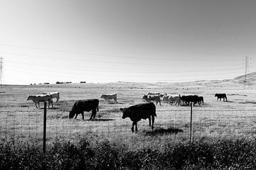 Koeien in het gras van Walljar