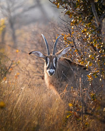 Pferdeantilope von Tom Zwerver