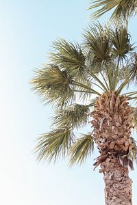 Palmboom van Levfotografie
