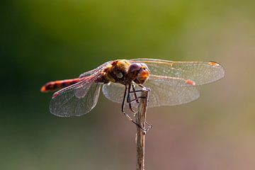 Brown-red heidelibel