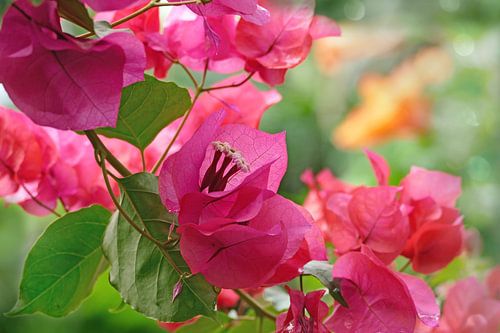 Bougainville bloemen