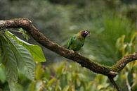 Rainbow collored parrot in het regenwoud van Costa Rica van Mirjam Welleweerd thumbnail