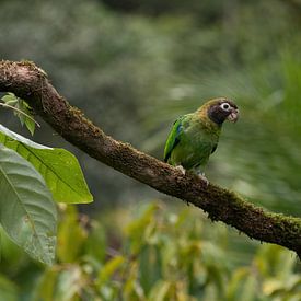 Rainbow collored parrot in het regenwoud van Costa Rica van Mirjam Welleweerd