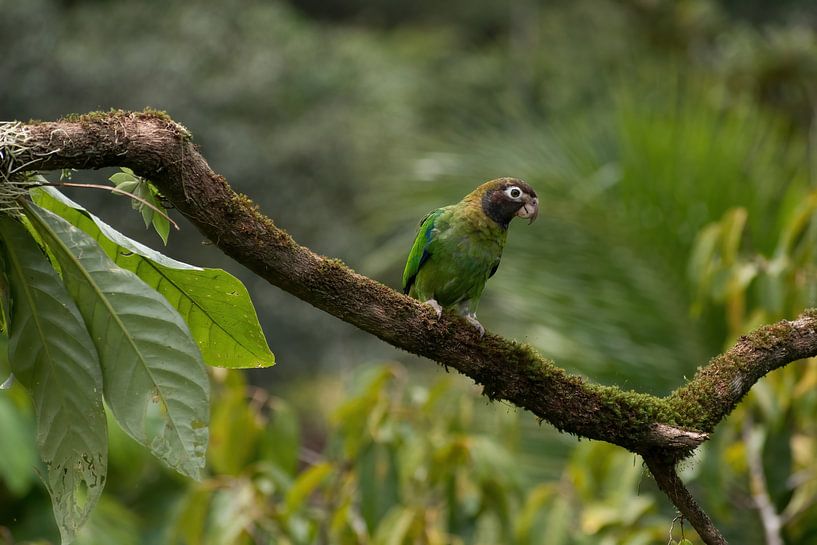 Rainbow collored parrot in het regenwoud van Costa Rica van Mirjam Welleweerd