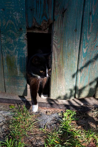 Niedliche Katze von Stephan Schulz