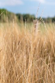 Summer grass in the Netherlands by Sanne Kohl