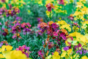 Schöterich - Erysimum Constant Cheer von Mixed media vector arts