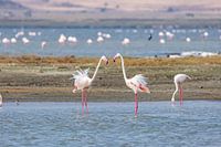 Rosa Flamingos im Salzwasser des Magadi-Sees im Ngorongoro-Krater, Tansania