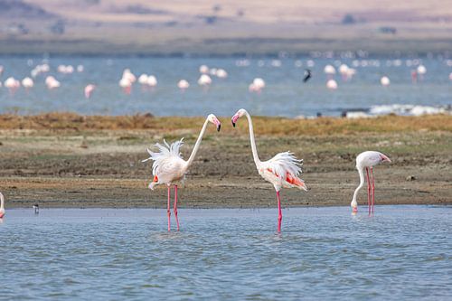 Roze flamingos in het zoute water van Lake Magadi in Ngorongoro krater, Tanzania