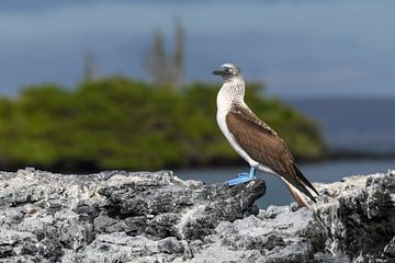 De Blauwvoetgent van de Galápagos
