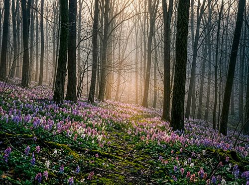 Des corydales en fleurs dans une forêt d'érables baignée de soleil