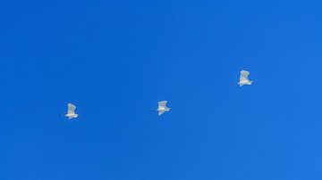 Grote Zilverreigers op trektocht van Eagle Wings Fotografie