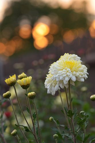 chrysant