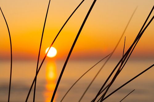coucher de soleil et herbe, herbe de marrame et coucher de soleil