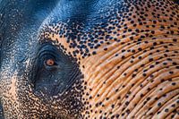 Olifant