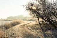 Oostvaardersplassen im Winter von Michel van Kooten Miniaturansicht