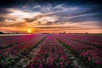 Tulpen uit het Noorden, Oldenzijl