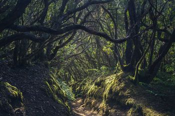 Experience the Enchanting Beauty of Laurisilva Forest in Anaga, 