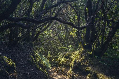 Découvrez la beauté envoûtante de la forêt de laurisilva à Anaga, 