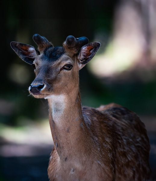 Roe deer by Larsphotografie