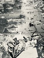 Regen