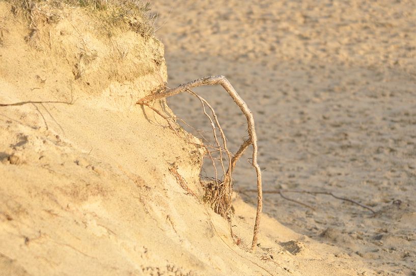 wortel uit het zand by Marten Wieringa