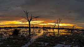 Silhouettes d'arbres morts dans un marais africain inondé au coucher du soleil sur Johannes Jongsma