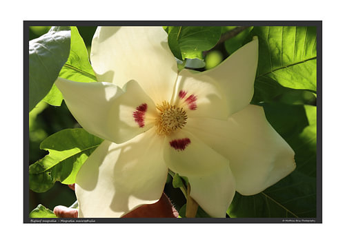 Großblättrige Magnolie - DIN A2 von Matthias Brix