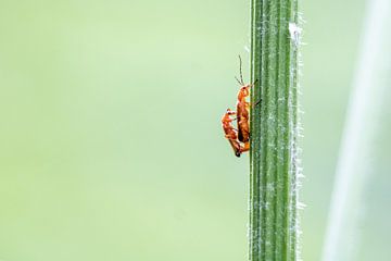 Paring van soldaatjes (weekschildkever) van Miranda Vleerlaag