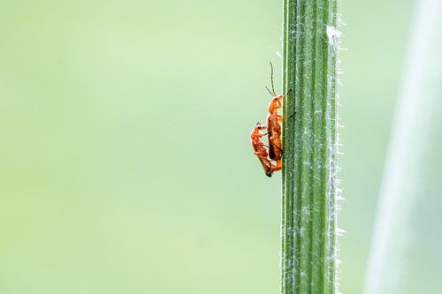 L'accouplement du scarabée soldat