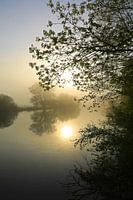 Les arbres sur les rives de la Ruhr
